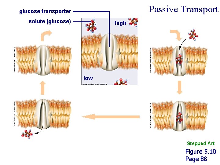 Passive Transport glucose transporter solute (glucose) high low Stepped Art Figure 5. 10 Page Passive Transport glucose transporter solute (glucose) high low Stepped Art Figure 5. 10 Page