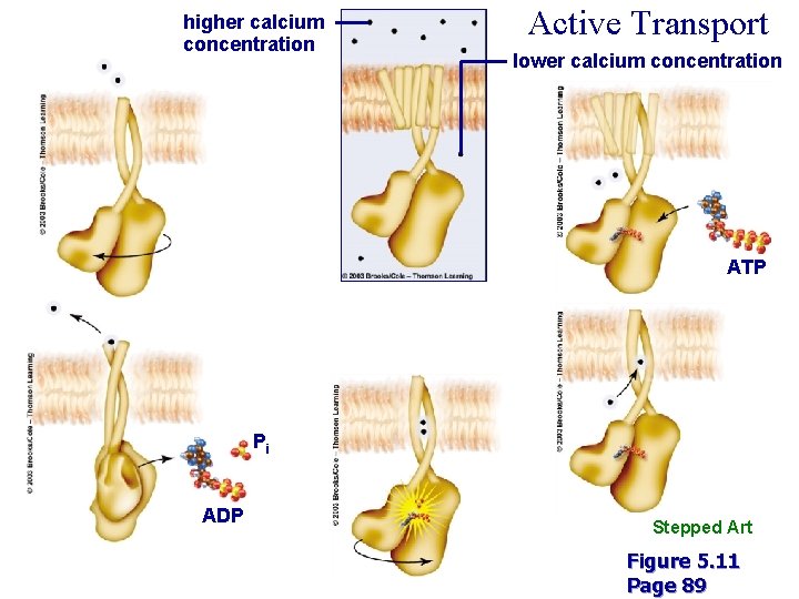 higher calcium concentration Active Transport lower calcium concentration ATP Pi ADP Stepped Art Figure higher calcium concentration Active Transport lower calcium concentration ATP Pi ADP Stepped Art Figure