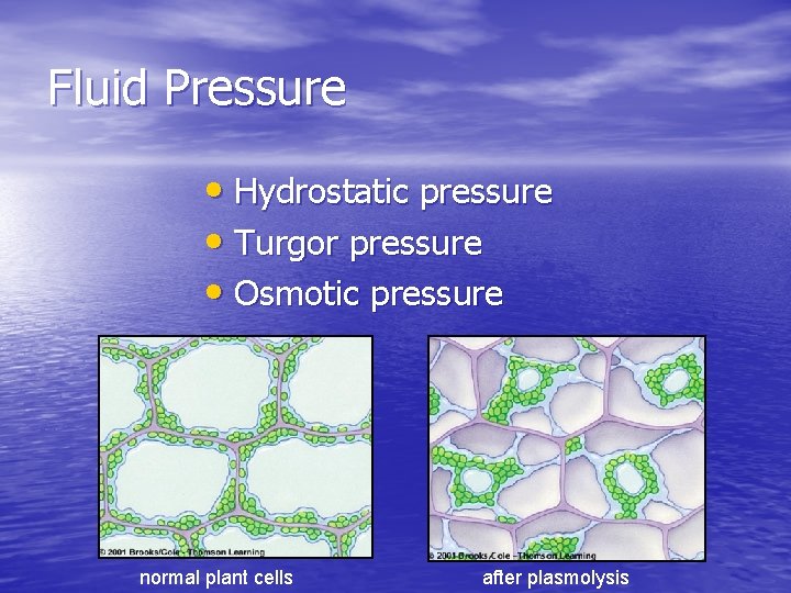 Fluid Pressure • Hydrostatic pressure • Turgor pressure • Osmotic pressure normal plant cells Fluid Pressure • Hydrostatic pressure • Turgor pressure • Osmotic pressure normal plant cells