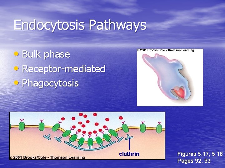 Endocytosis Pathways • Bulk phase • Receptor-mediated • Phagocytosis clathrin Figures 5. 17, 5. Endocytosis Pathways • Bulk phase • Receptor-mediated • Phagocytosis clathrin Figures 5. 17, 5.