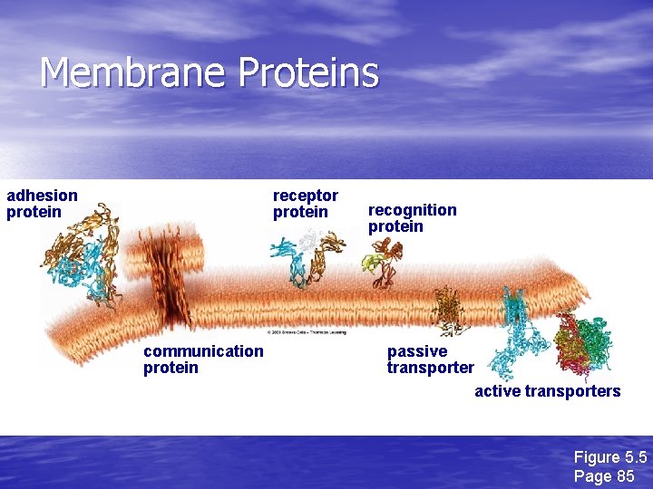 Membrane Proteins adhesion protein receptor protein communication protein recognition protein passive transporter active transporters Membrane Proteins adhesion protein receptor protein communication protein recognition protein passive transporter active transporters