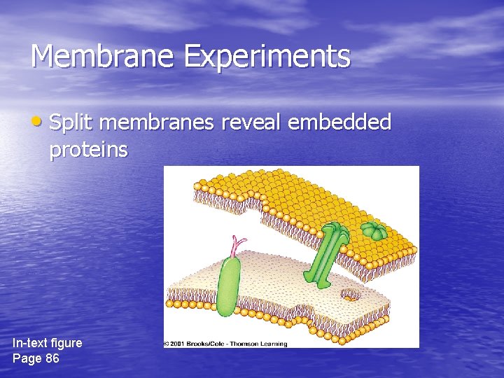 Membrane Experiments • Split membranes reveal embedded proteins In-text figure Page 86 Membrane Experiments • Split membranes reveal embedded proteins In-text figure Page 86
