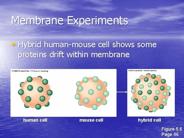 Membrane Experiments • Hybrid human-mouse cell shows some proteins drift within membrane human cell Membrane Experiments • Hybrid human-mouse cell shows some proteins drift within membrane human cell