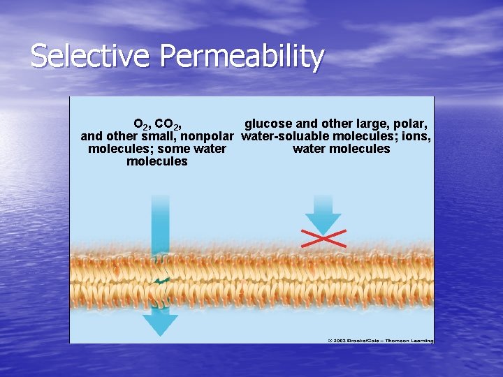 Selective Permeability O 2, CO 2, glucose and other large, polar, and other small, Selective Permeability O 2, CO 2, glucose and other large, polar, and other small,