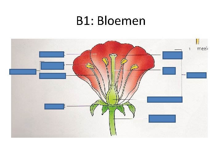B 1: Bloemen 