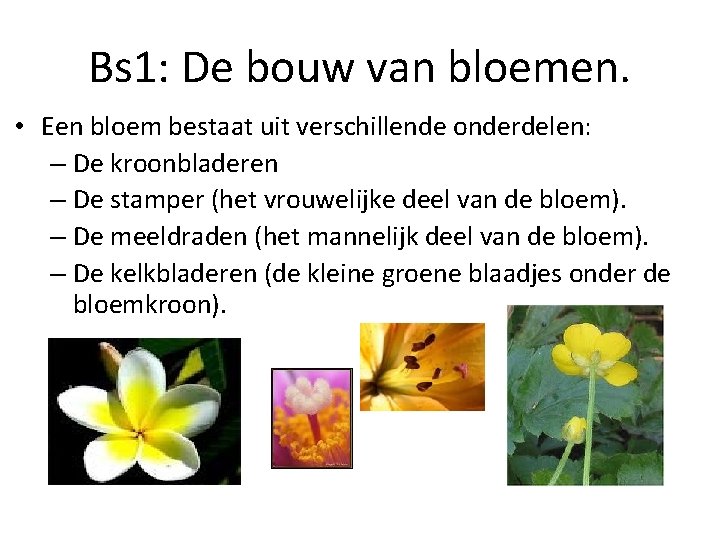 Bs 1: De bouw van bloemen. • Een bloem bestaat uit verschillende onderdelen: –