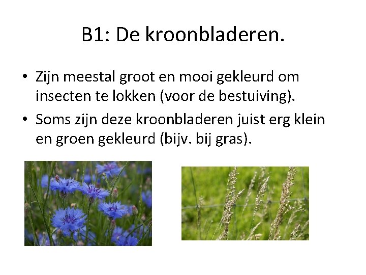 B 1: De kroonbladeren. • Zijn meestal groot en mooi gekleurd om insecten te