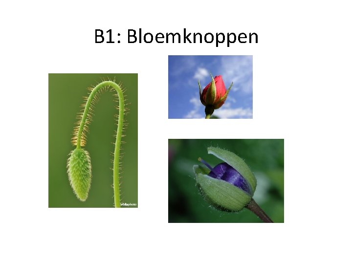 B 1: Bloemknoppen 