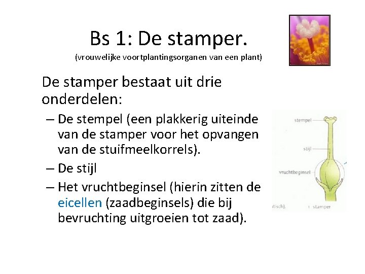 Bs 1: De stamper. (vrouwelijke voortplantingsorganen van een plant) De stamper bestaat uit drie
