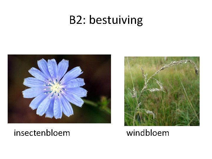 B 2: bestuiving insectenbloem windbloem 