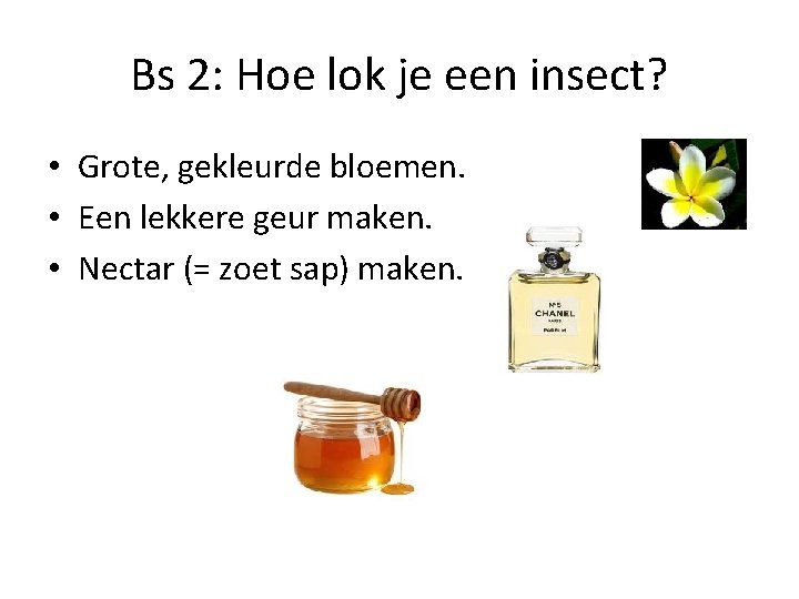 Bs 2: Hoe lok je een insect? • Grote, gekleurde bloemen. • Een lekkere