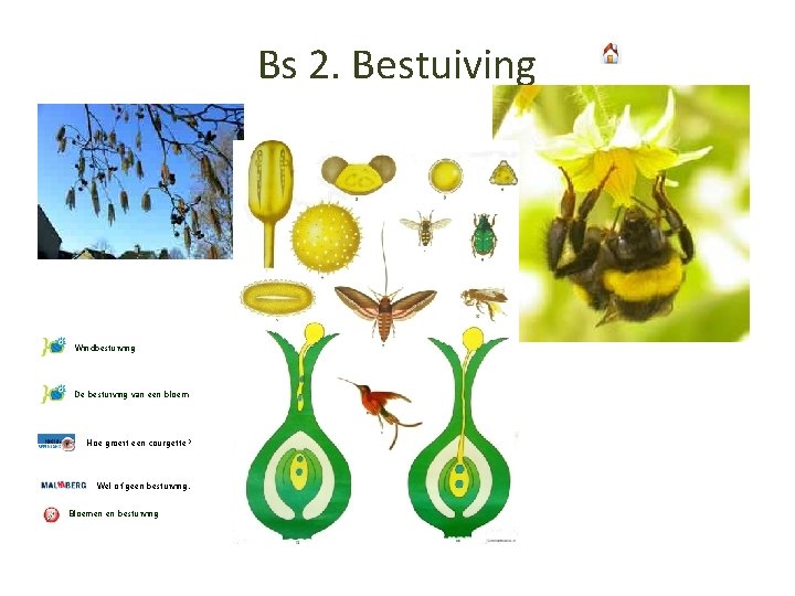 Bs 2. Bestuiving Windbestuiving De bestuiving van een bloem Hoe groeit een courgette? Wel