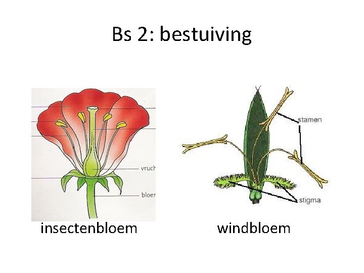 Bs 2: bestuiving insectenbloem windbloem 