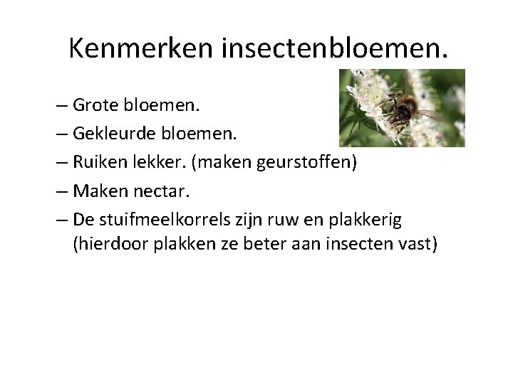 Kenmerken insectenbloemen. – Grote bloemen. – Gekleurde bloemen. – Ruiken lekker. (maken geurstoffen) –