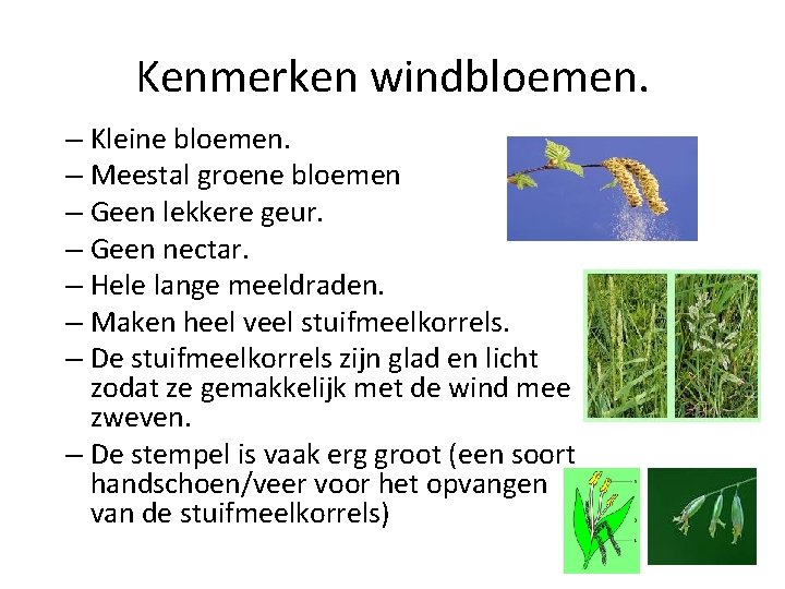 Kenmerken windbloemen. – Kleine bloemen. – Meestal groene bloemen – Geen lekkere geur. –