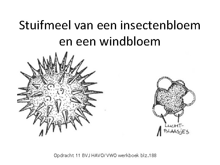 Stuifmeel van een insectenbloem en een windbloem Opdracht 11 BVJ HAVO/VWO werkboek blz. 188