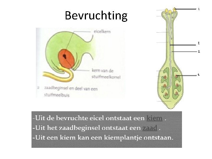 Bevruchting 