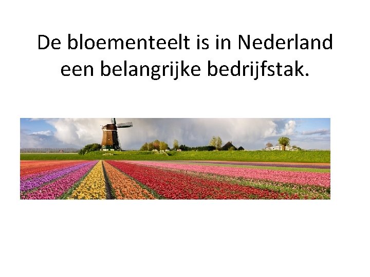 De bloementeelt is in Nederland een belangrijke bedrijfstak. 
