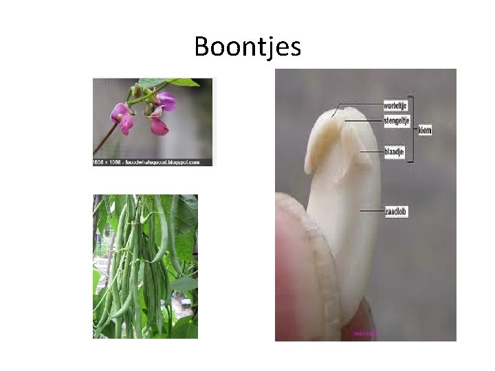 Boontjes 
