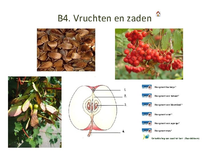 B 4. Vruchten en zaden Hoe groeit kastanje? Hoe groeit een tomaat? Hoe groeit