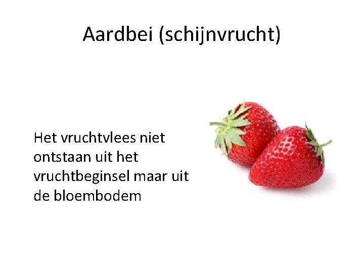 Aardbei (schijnvrucht) Het vruchtvlees niet ontstaan uit het vruchtbeginsel maar uit de bloembodem 