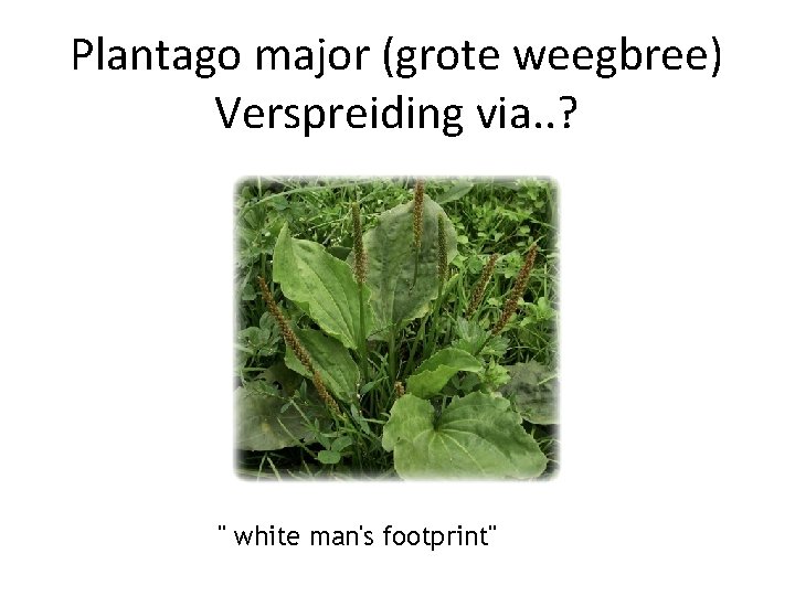 Plantago major (grote weegbree) Verspreiding via. . ? " white man's footprint" 