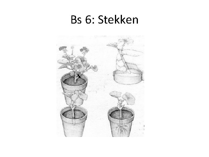 Bs 6: Stekken 