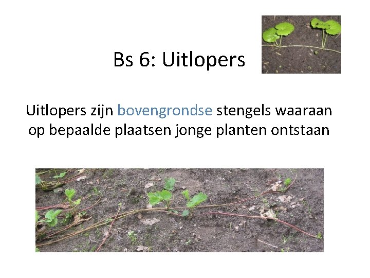 Bs 6: Uitlopers zijn bovengrondse stengels waaraan op bepaalde plaatsen jonge planten ontstaan 