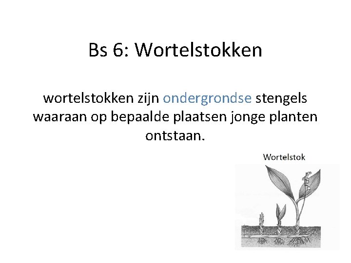 Bs 6: Wortelstokken wortelstokken zijn ondergrondse stengels waaraan op bepaalde plaatsen jonge planten ontstaan.