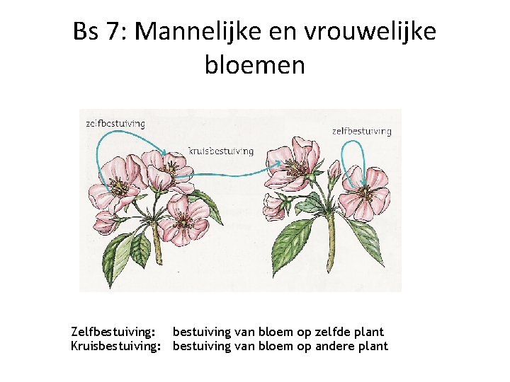 Bs 7: Mannelijke en vrouwelijke bloemen Zelfbestuiving: bestuiving van bloem op zelfde plant Kruisbestuiving: