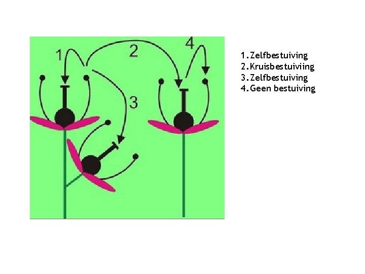 1. Zelfbestuiving 2. Kruisbestuiviing 3. Zelfbestuiving 4. Geen bestuiving 