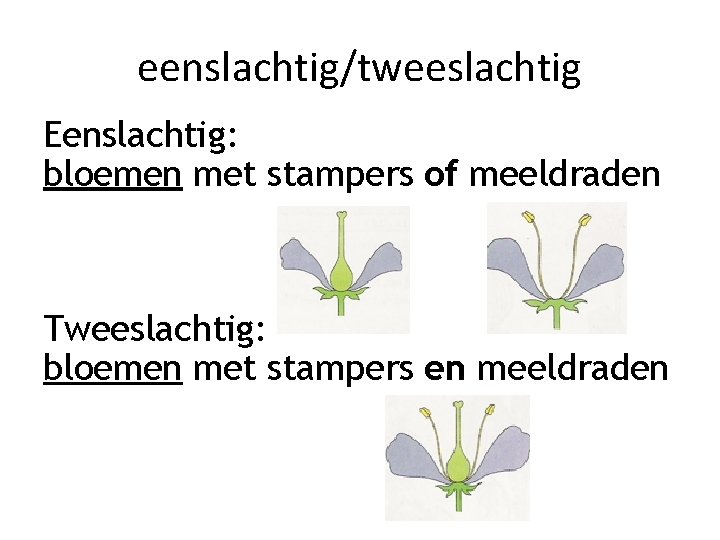 eenslachtig/tweeslachtig Eenslachtig: bloemen met stampers of meeldraden Tweeslachtig: bloemen met stampers en meeldraden 