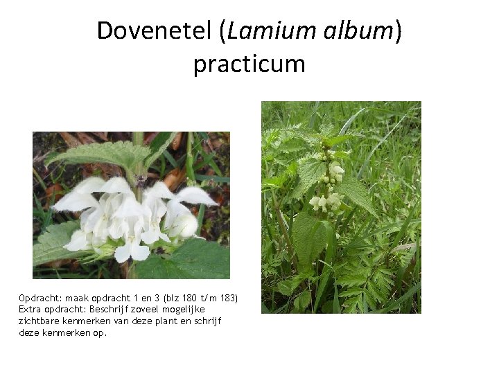 Dovenetel (Lamium album) practicum Opdracht: maak opdracht 1 en 3 (blz 180 t/m 183)