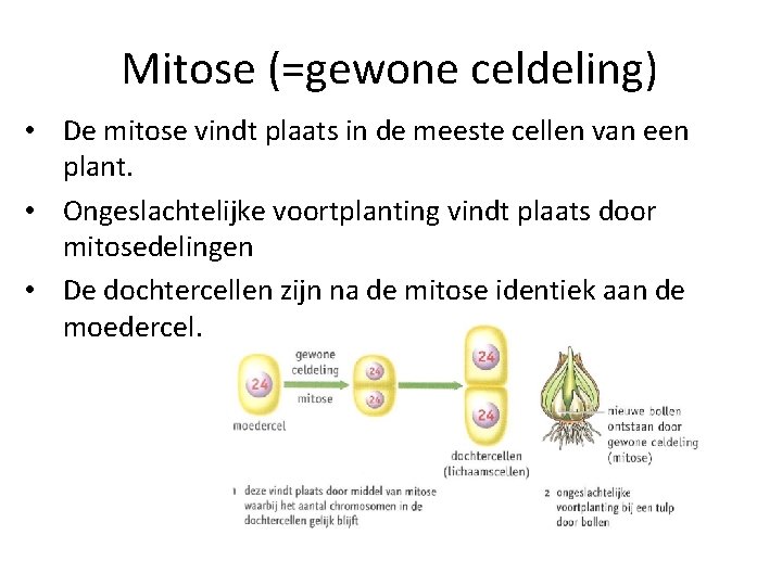 Mitose (=gewone celdeling) • De mitose vindt plaats in de meeste cellen van een