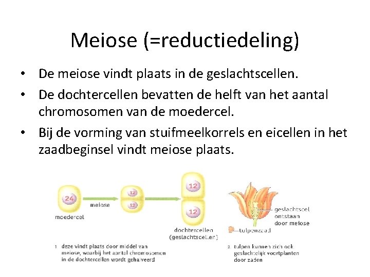 Meiose (=reductiedeling) • De meiose vindt plaats in de geslachtscellen. • De dochtercellen bevatten