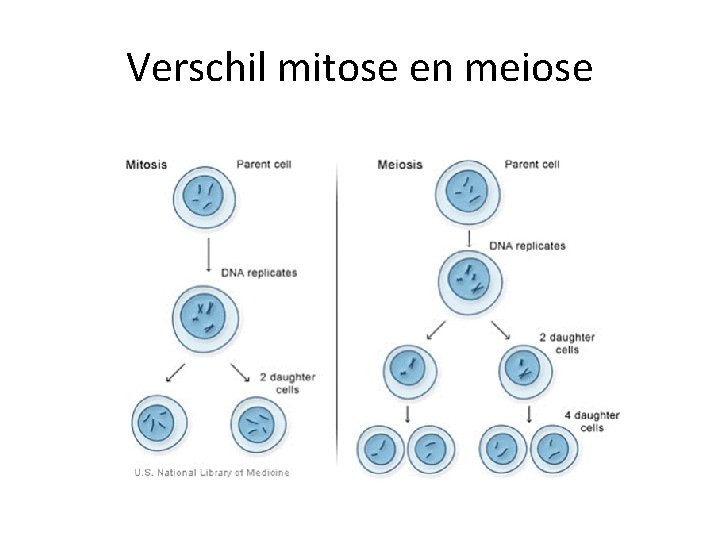 Verschil mitose en meiose 