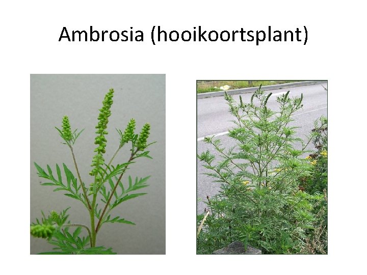 Ambrosia (hooikoortsplant) 