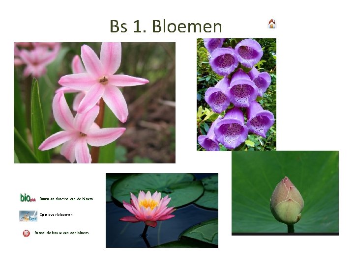 Bs 1. Bloemen Bouw en functie van de bloem Quiz over bloemen Puzzel de