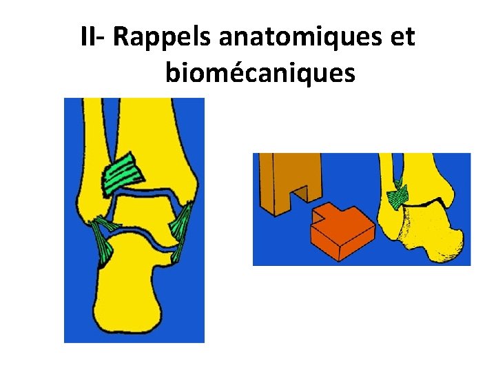 II- Rappels anatomiques et biomécaniques La mortaise tibio-astragalienne 