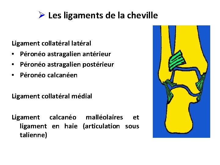 Ø Les ligaments de la cheville • Ligament latéral, 3 faisceaux : Ligament collatéral