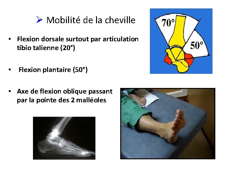 Ø Mobilité de la cheville • Flexion dorsale surtout par articulation tibio talienne (20°)