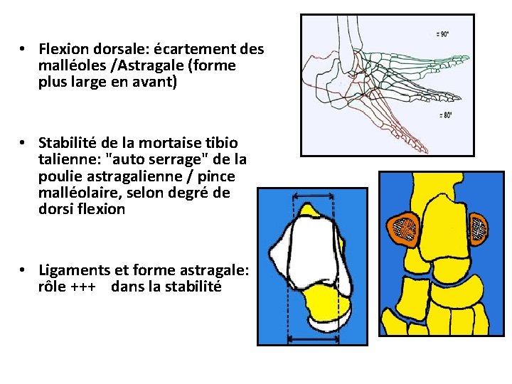  • Flexion dorsale: écartement des malléoles /Astragale (forme plus large en avant) •