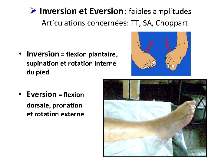 Ø Inversion et Eversion: faibles amplitudes Articulations concernées: TT, SA, Choppart • Inversion =