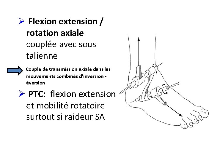 Ø Flexion extension / rotation axiale couplée avec sous talienne Couple de transmission axiale