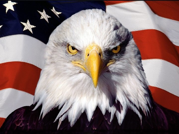 NATIONAL BIRD OF USA v The Bald Eagle is the National Bird of USA.