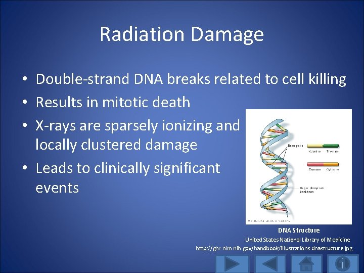 Radiation Damage • Double-strand DNA breaks related to cell killing • Results in mitotic