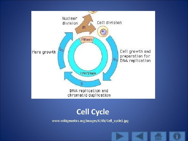 Cell Cycle www. wikigenetics. org/images/4/4 b/Cell_cycle 1. jpg 
