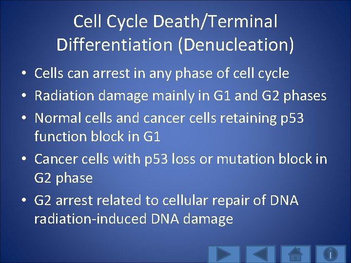 Cell Cycle Death/Terminal Differentiation (Denucleation) • Cells can arrest in any phase of cell