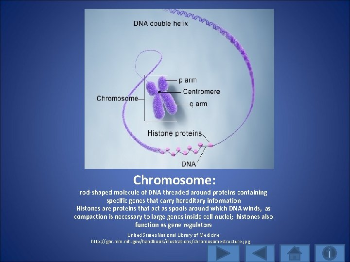Chromosome: rod-shaped molecule of DNA threaded around proteins containing specific genes that carry hereditary
