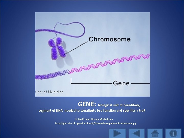 GENE: biological unit of hereditary; segment of DNA needed to contribute to a function